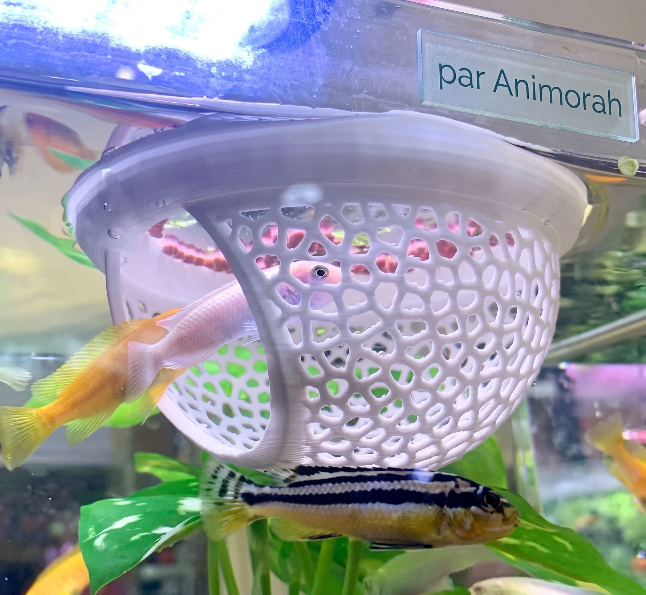 Lot de 2 hamacs flottants blancs pour poissons | Animorah