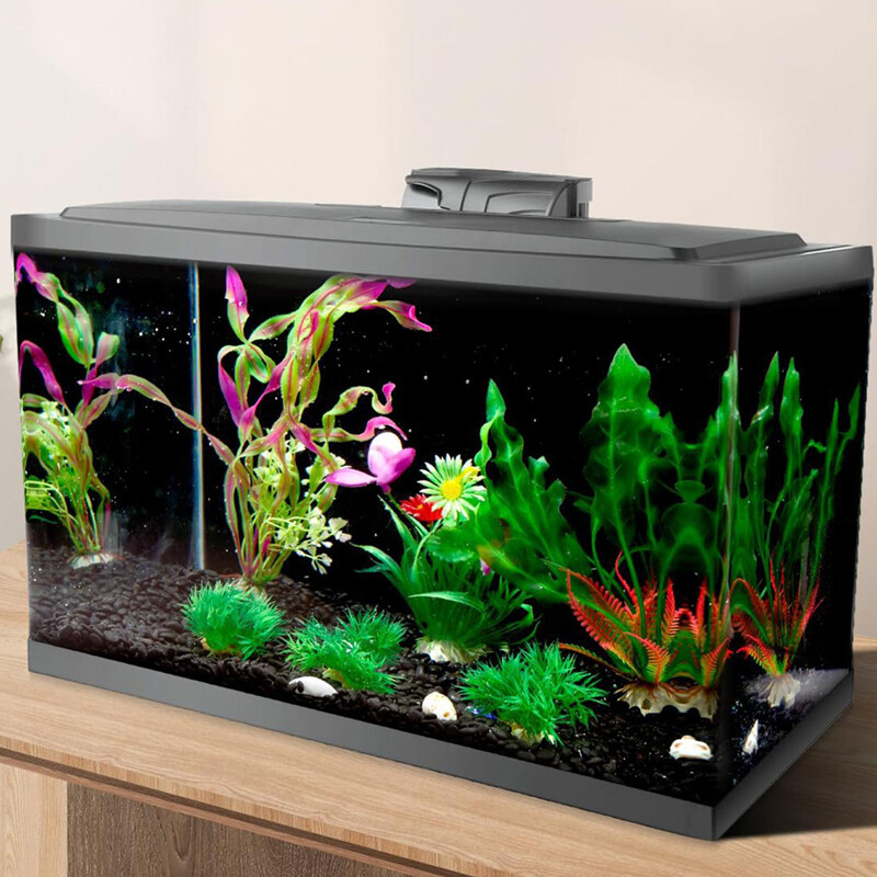 Fond d'aquarium statique s'accrochent noir fond | Animorah