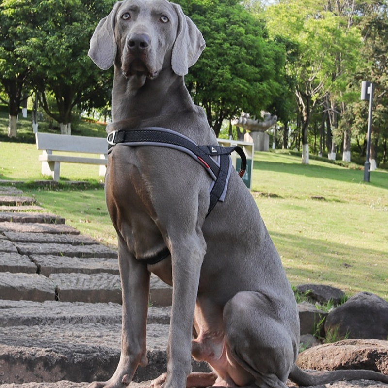 Harnais pour chien sangle de poitrine antidéflagrante | Animorah
